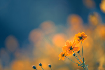 a1能开什么车型/a1开什么车型有什么规定